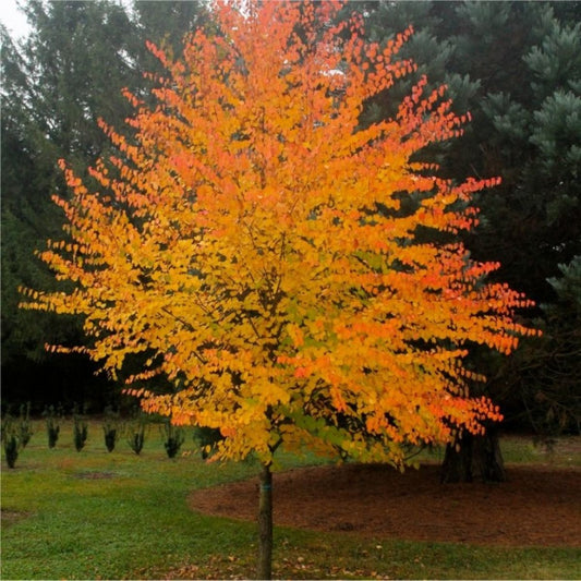 Cercidiphyllum japonicum