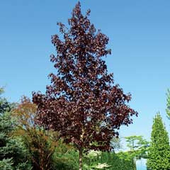 Cercidiphyllum japonicum 'Red Fox'