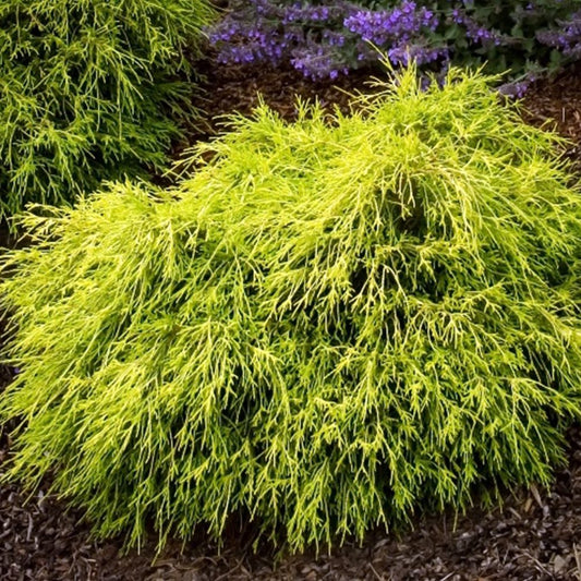 Chamaecyparis pisifera filifera 'Sungold'