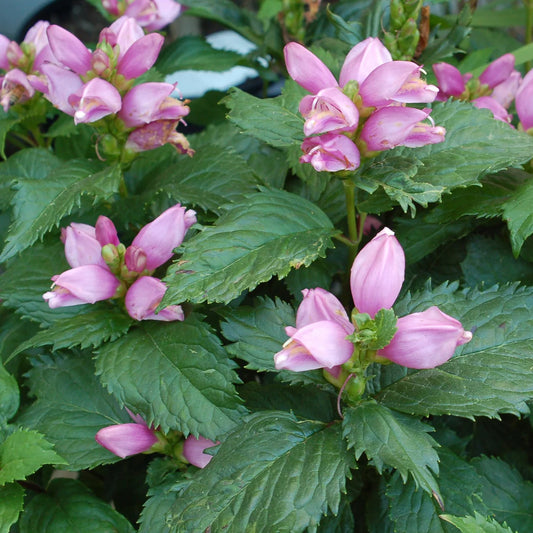 Chelone lyonii 'Hot Lips'