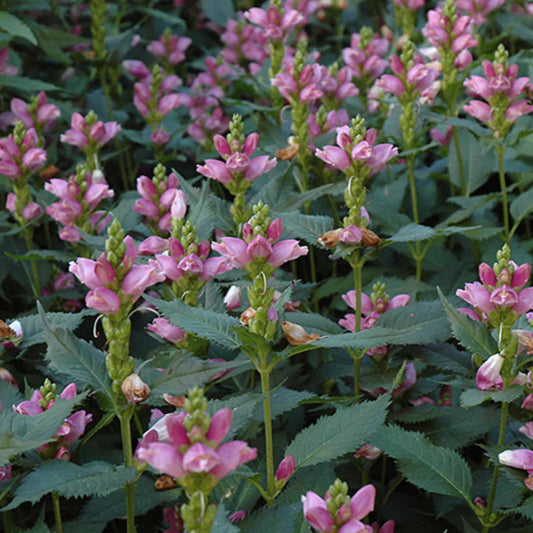 Chelone obliqua