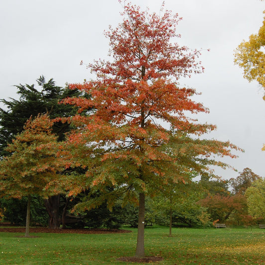 Quercus palustris