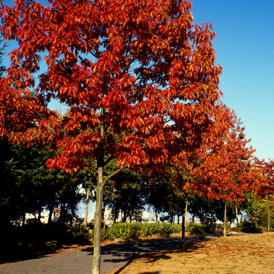 Quercus rubra