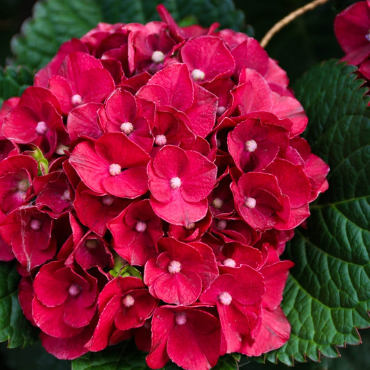 Hydrangea macrophylla 'Cherry-Go-Round'