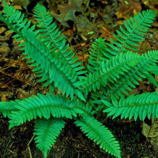 Polystichum acrostichoides