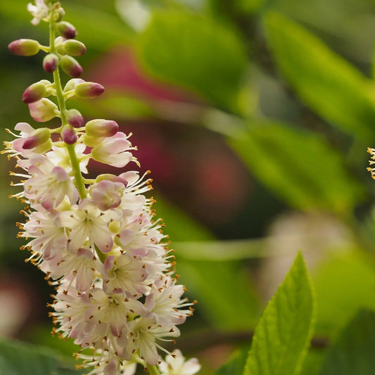 Clethra alnifolia 'Fern Valley Pink'