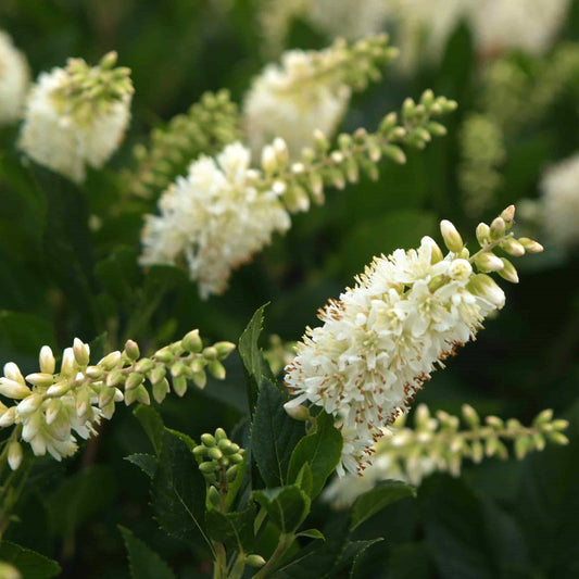 Clethra alnifolia 'Sugartina Crystalina'