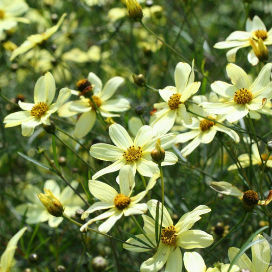 Coreopsis verticillata 'Moonbeam'