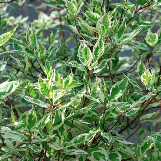 Cornus alba 'Ivory Halo'