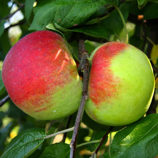 Malus 'Cortland'