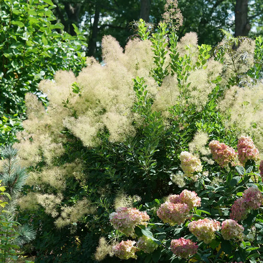 Cotinus coggygria 'Young Lady'