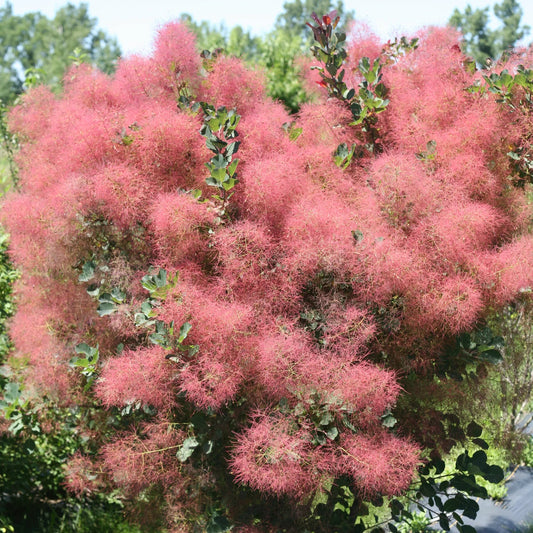 Cotinus coggygria 'The Velvet Fog'