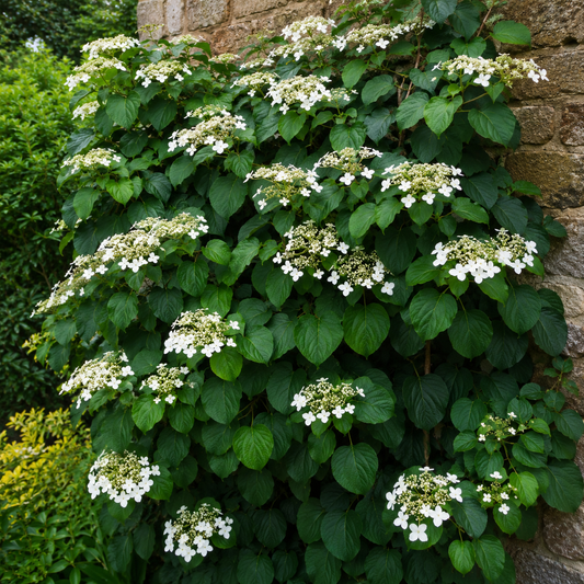 Hydrangea anomala petiolaris