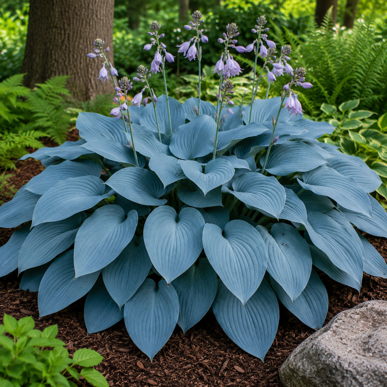 Hosta 'Halcyon'