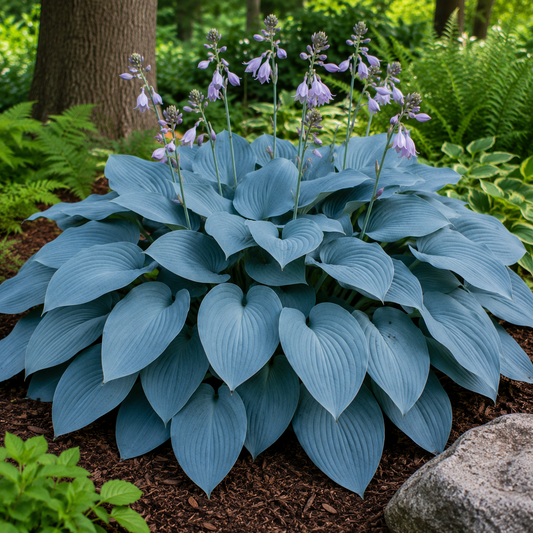 Hosta 'Halcyon'