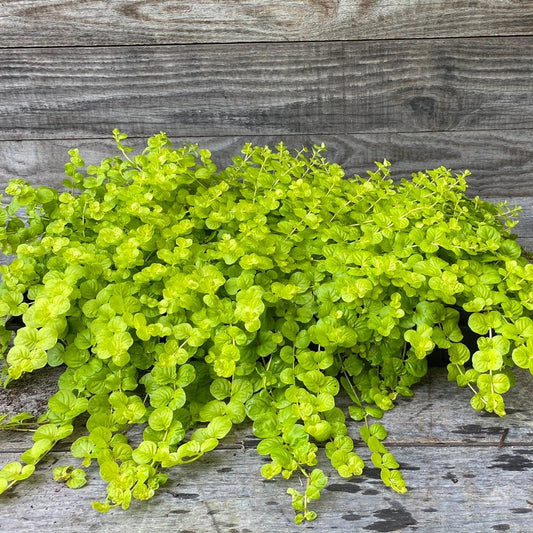 Lysimachia Aurea