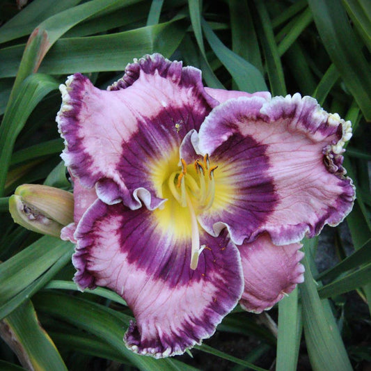 Hemerocallis 'Born in California'