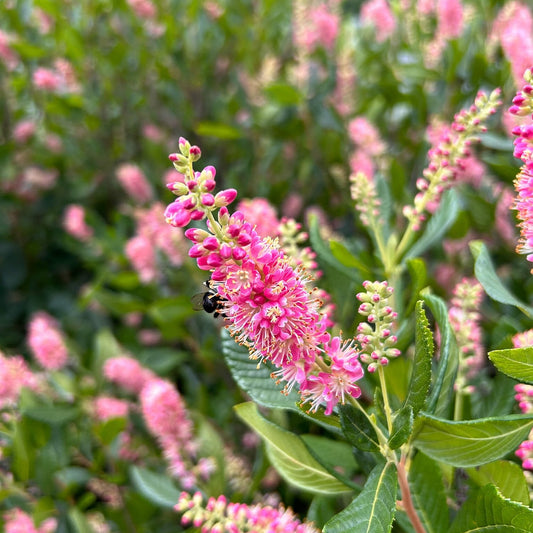 Clethra alnifolia 'Ruby Spice'