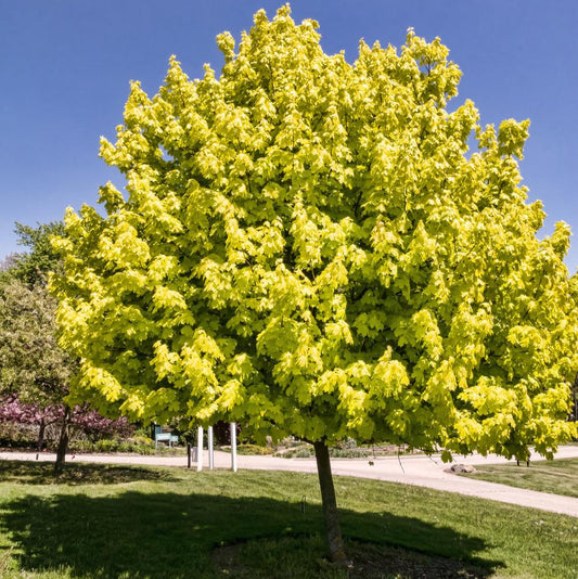 Acer platanoides 'Princeton Gold'