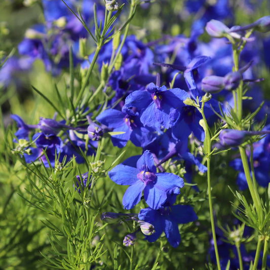 Delphinium grandiflorum 'Summer Night'