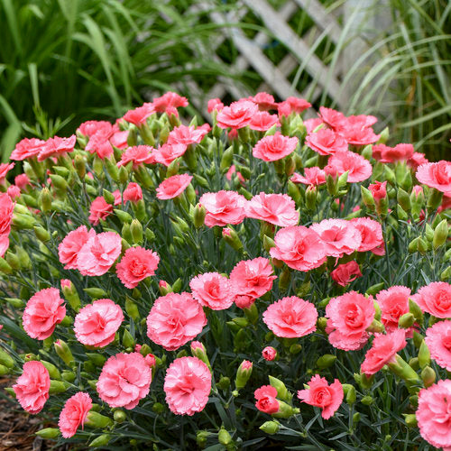 Dianthus Fruit Punch 'Classic Coral'