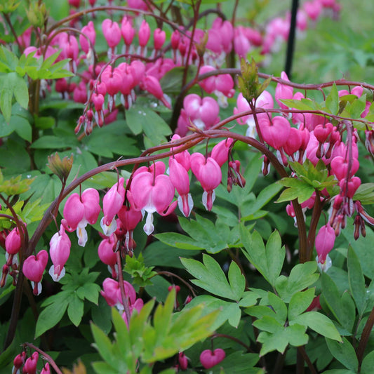 Dicentra spectabilis