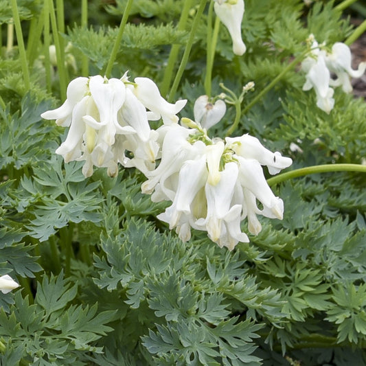 Dicentra 'White Diamonds'