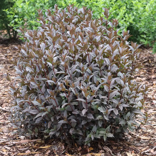 Diervilla 'Kodiak Black'