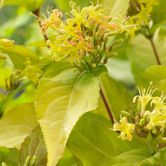 Diervilla rivularis 'Honeybee'