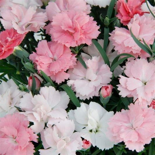 Dianthus 'Everlast Pink to White'