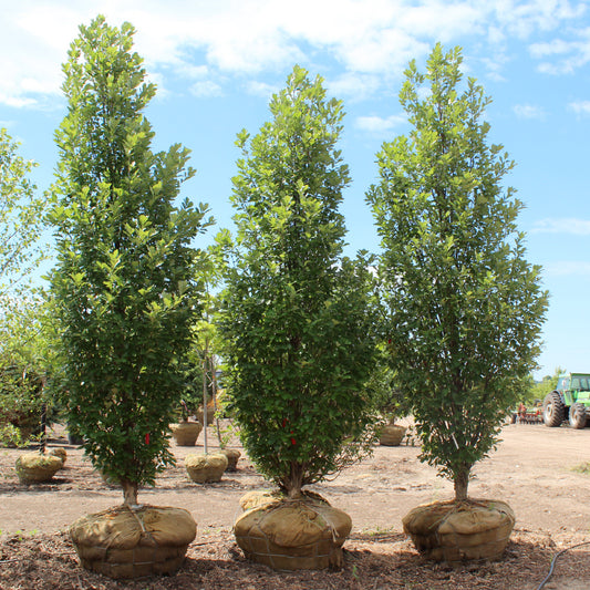 Quercus robur 'Regal Prince' (colonnaire)