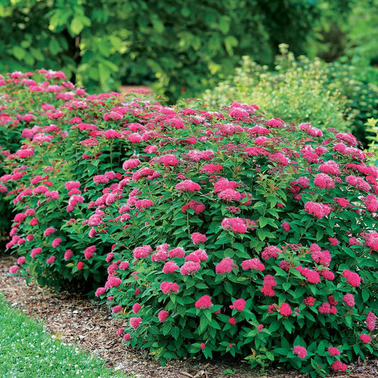 Spiraea japonica 'Double Play Doozie P.W.'