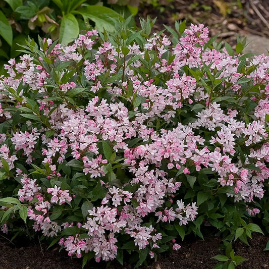 Deutzia x 'Yuki Cherry Blossom' P.W.