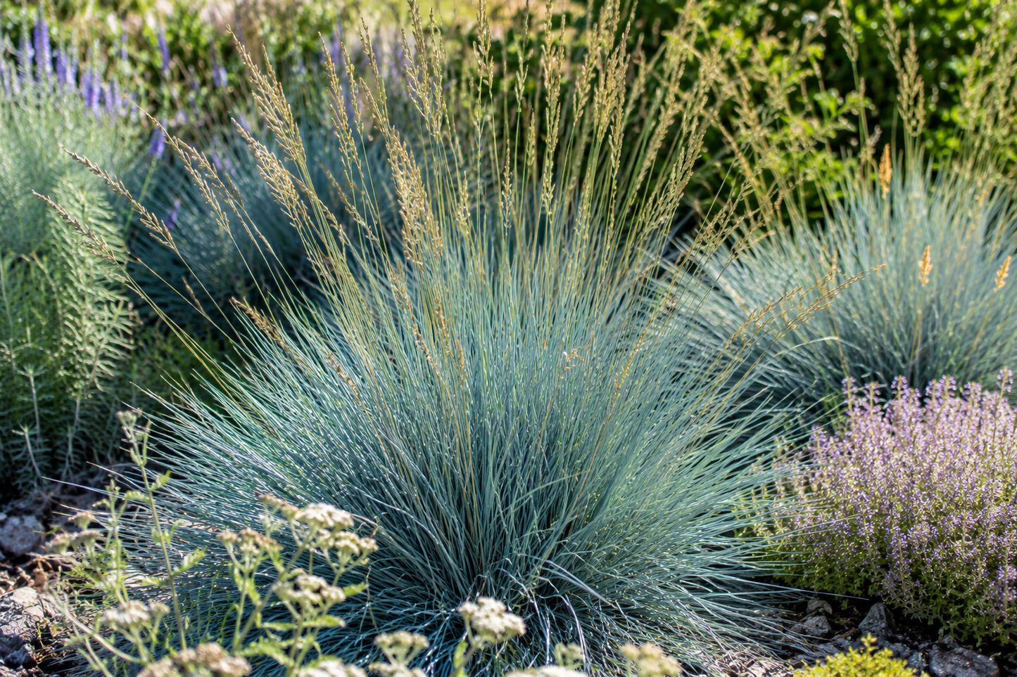 Helictotrichon sempervirens