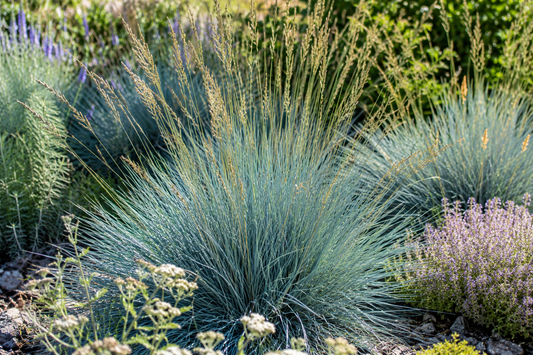 Helictotrichon sempervirens