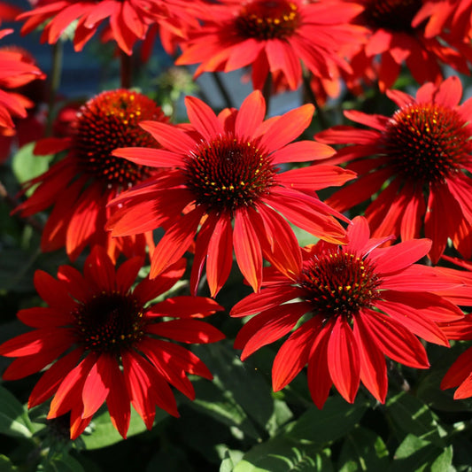 Echinacea Sombrero Sangrita