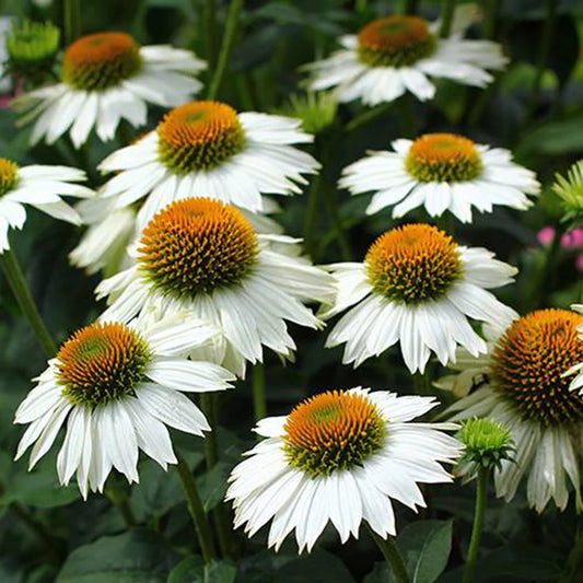 Echinacea purpurea 'PowWow White'