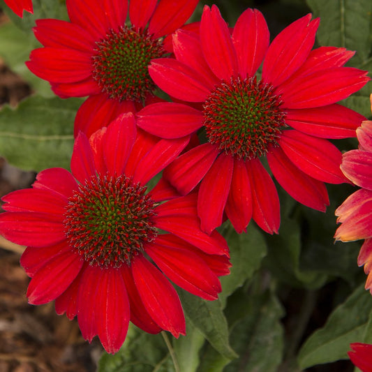 Echinacea Sombrero 'Salsa Red'