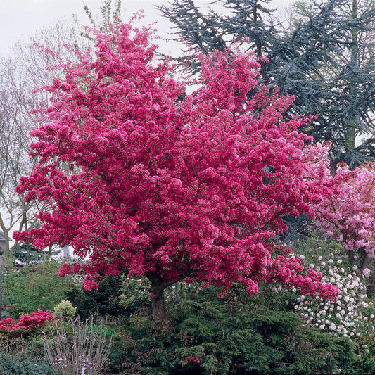 Malus 'Profusion'
