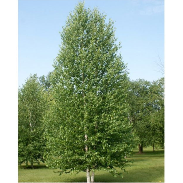 Betula tianshanica 'Emerald Flare'