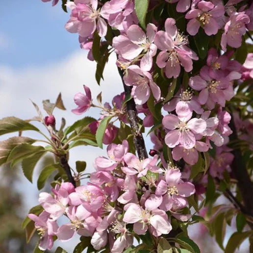 Malus 'Emerald Spire'