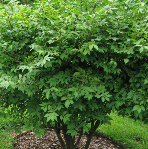 Euonymus alatus
