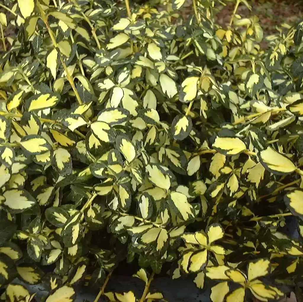 Euonymus fortunei 'Blondy' (Interbolwi)