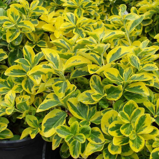 Euonymus fortunei 'Emerald Gold'
