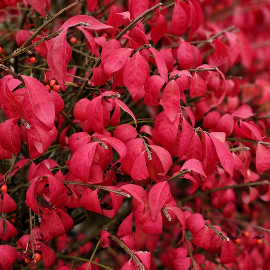 Euonymus alatus 'Compactus'