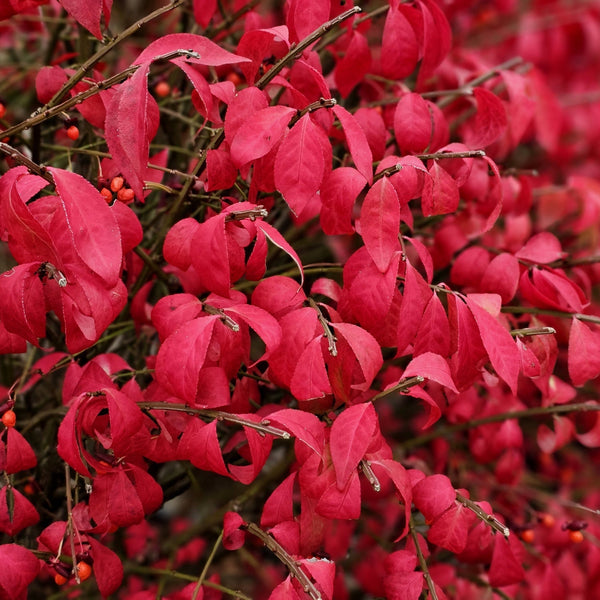 Euonymus alatus 'Compactus'