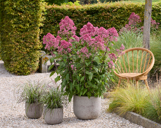 Eupatorium fistulosum 'JoJo'