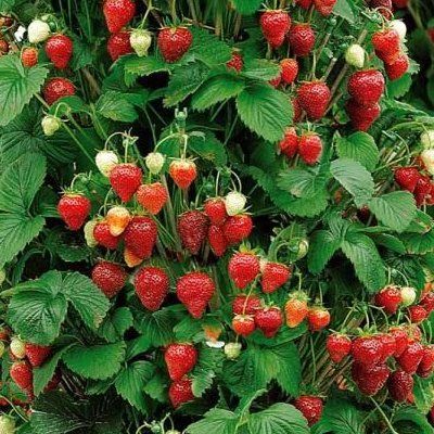 Fragaria (fraisier) Eversweet