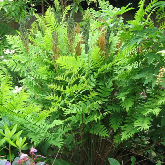 Osmunda regalis