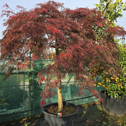 Acer palmatum Inaba-Shidare